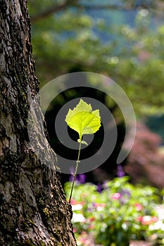 Green leaf on a tree trunk photo