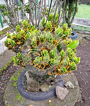 Green leaf trees dotted with yellow spots form a beautiful formation