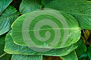 Leaf of tropical \'Ctenanthe Compressa\' houseplant photo