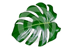 Green leaf of a tropical flower monstera