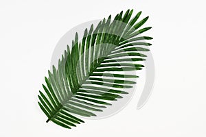 Green leaf of tropical palm tree isolated on white