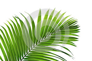 Green Leaf of Tropical Palm Tree Isolated on White Background