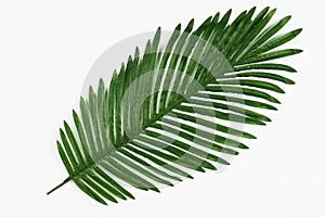 Green leaf of tropical palm tree isolated on white