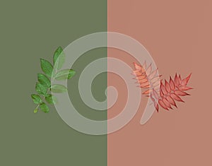 Green leaf and two red autumnal leaves on dark green on brown background. Summer-autumn sale concept.