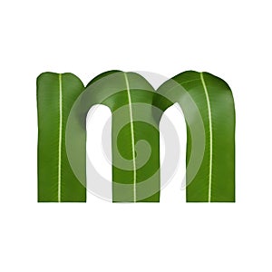 Green leaf typography text design lowercase alphabet m