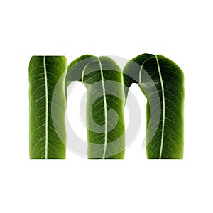 Green leaf typography text design lowercase alphabet m