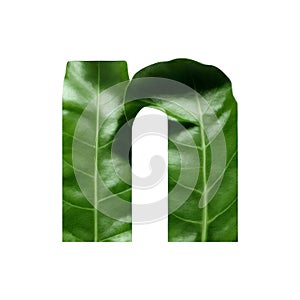 Green leaf typography text design lowercase alphabet n