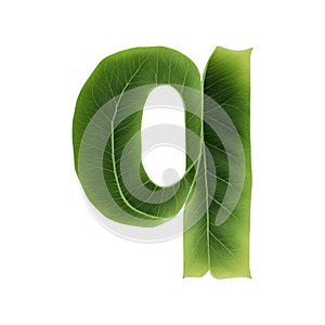 Green leaf typography text design lowercase alphabet q