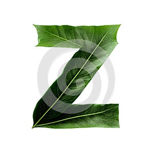 Green leaf typography text design uppercase alphabet Z