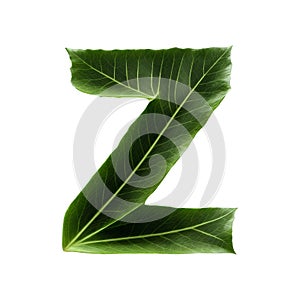 Green leaf typography text design uppercase alphabet Z