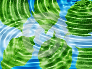 Green leaf under blue water