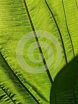 Green leaf under bright sun light
