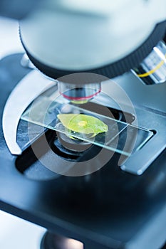Green leaf under microscope