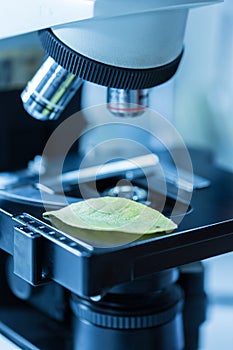 Green leaf under microscope