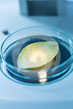 Green leaf under microscope