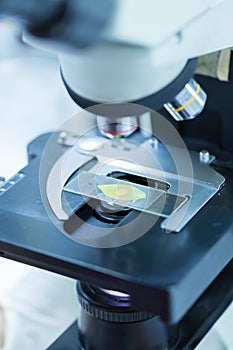 Green leaf under microscope