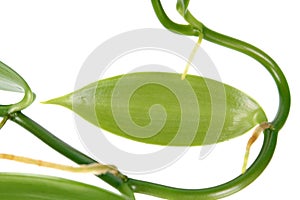 Green leaf of Vanilla planifolia or flat-leaved vanilla isolated on white background