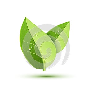Green leaf vector icon. Organic eco symbol nature plant isolate leaf icon design