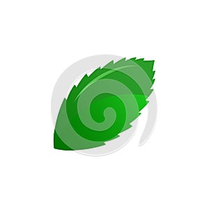 Green leaf vector illustration. eco nature symbol. hand drawn style