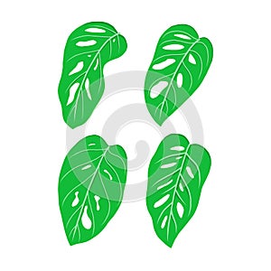 Green leaf vector illustration. eco nature symbol. hand drawn style