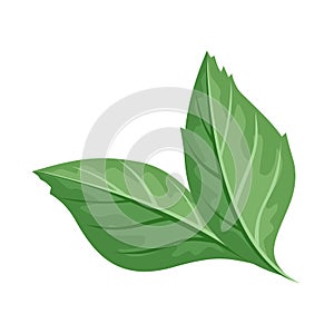 Green Leaf Vector Illustration in Flat Design