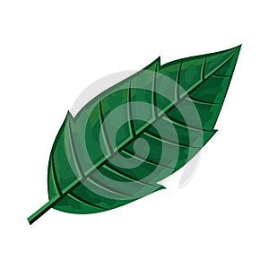 Green Leaf Vector Illustration in Flat Design