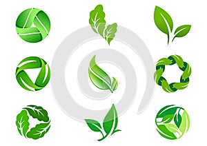 Green Leaf vector logo design and icon