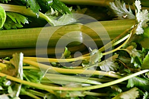 Green Leaf vegetables and cabbage for salad, all kinds included