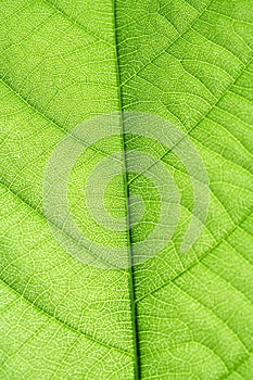 Green Leaf vein