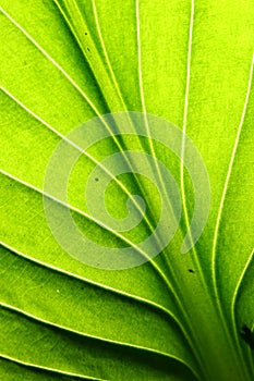 Green leaf vein