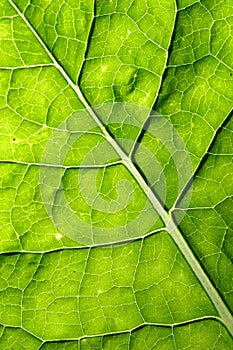 Green leaf vein