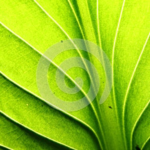 Green leaf vein