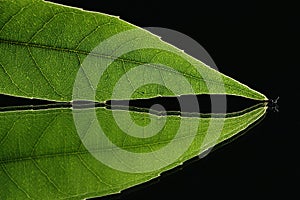 Green leaf vein on black background 2