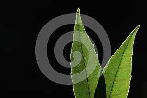 Green leaf vein on black background 3