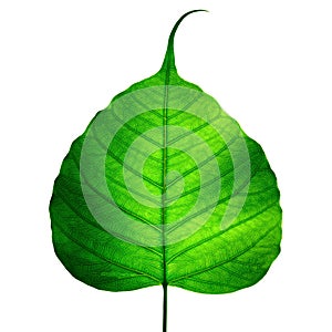 Green leaf vein ( bodhi leaf ) photo