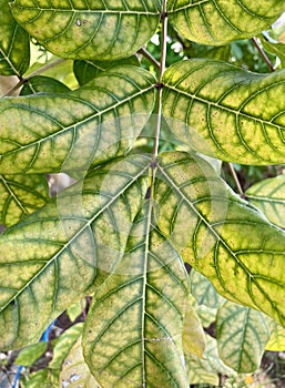 Green leaf vein closeup with very clearly visible leaf veins