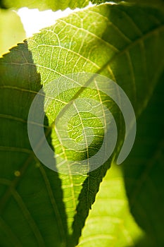 Green leaf with vein details