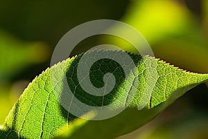 Green Leaf Vein Macro