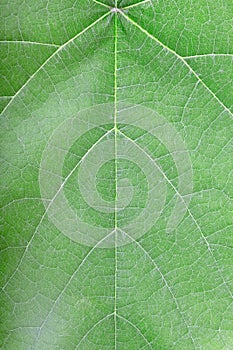 Green leaf vein texture background