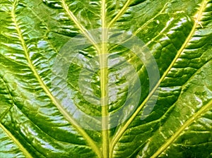 Green leaf vein texture on macro photography