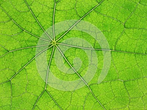 Green leaf veins 03