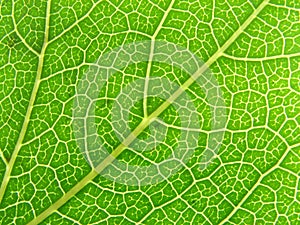 Green leaf veins 04