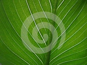 Green leaf with veins of calla close up