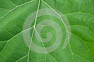 Green leaf with veins in close up