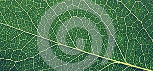 green leaf veins close up micro background
