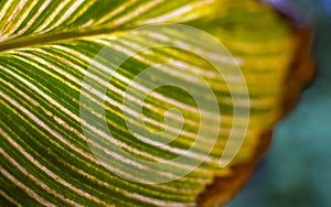 Green leaf with veins. Creative nature.