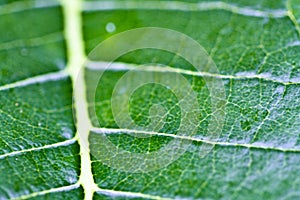 Green Leaf Veins Details