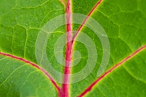 Green Leaf Veins Details