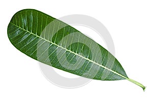 Green leaf with veins of frangipani tree on white background