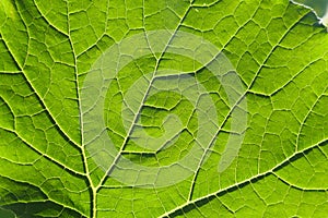 Green leaf veins macro background